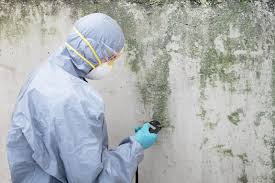 Why You Should Choose Our Mold Remediation Services in Manton, MI